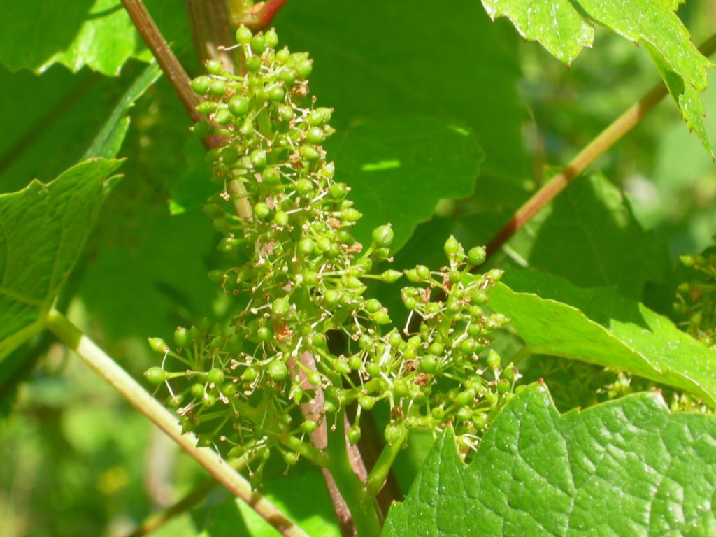 Artisans du Vin