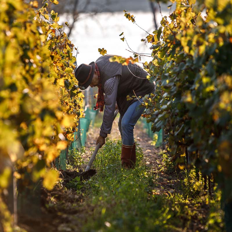 Rodinné BIO vinařství VINO CIBULKA