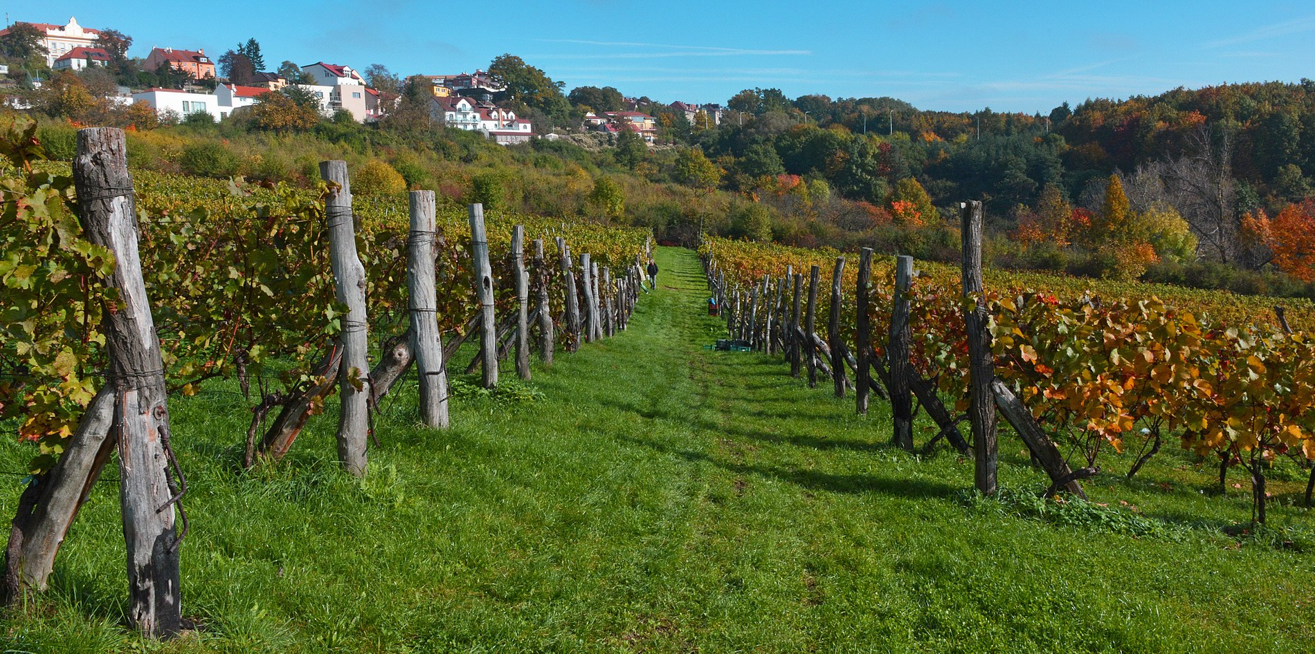 Vinařské družstvo sv. Václav, družstvo