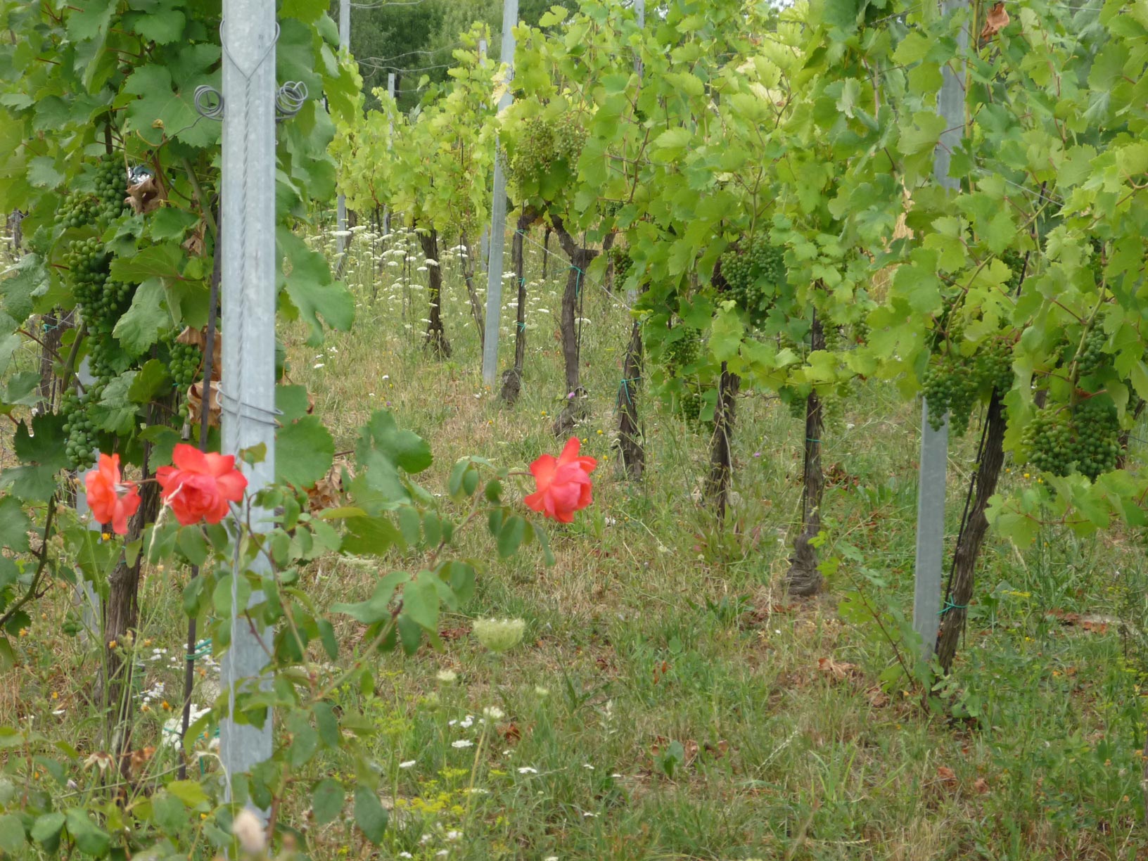 Naturvini