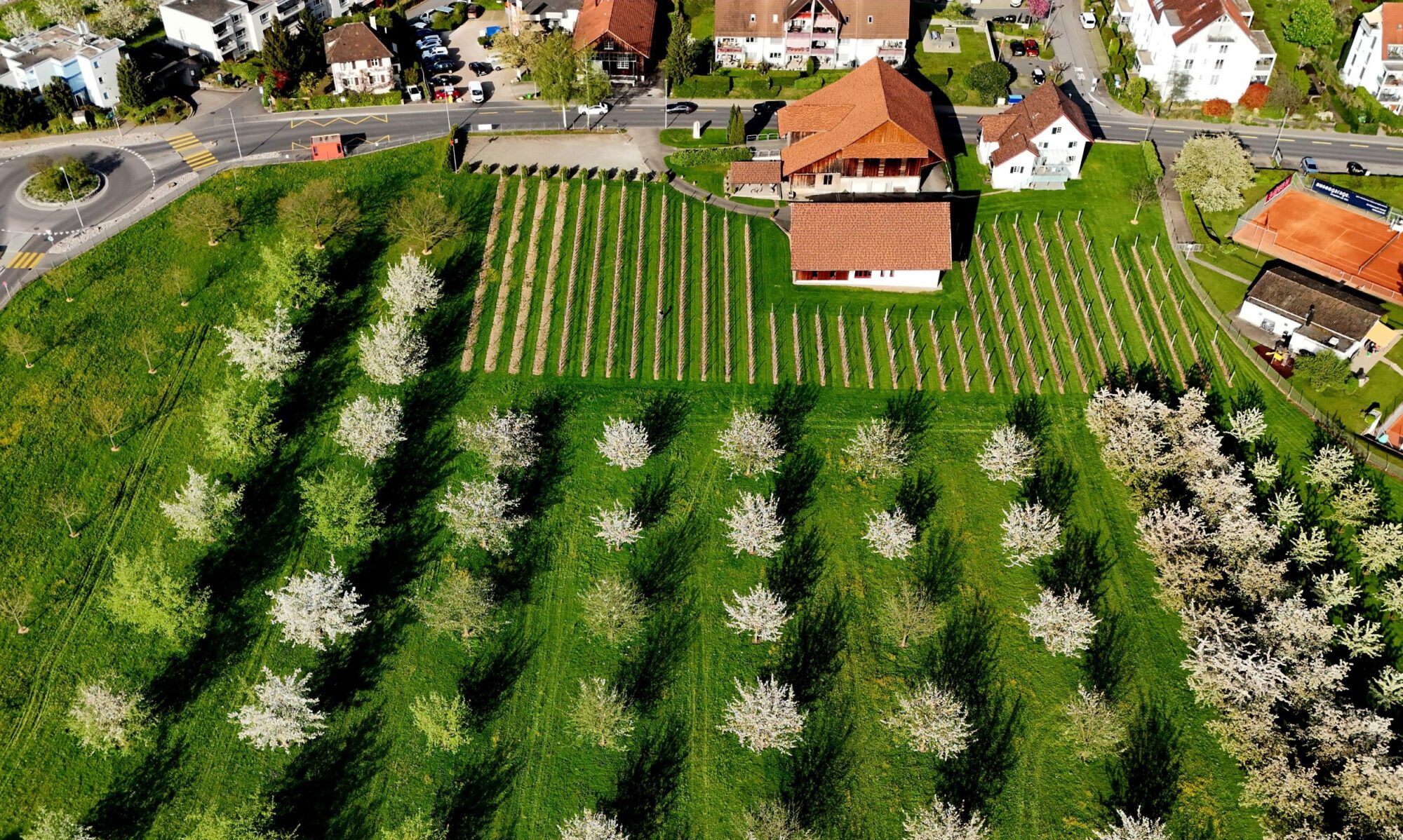 Brandli Obst- und Weinbau