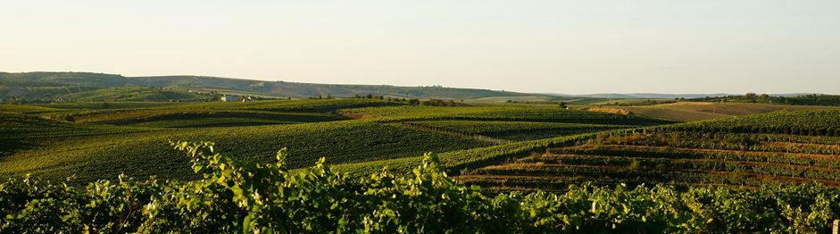 Rodinné vinařství Libor Veverka