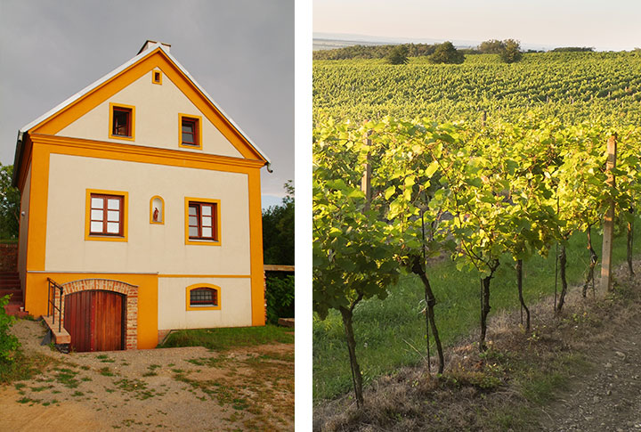 Vinařství Vlnka