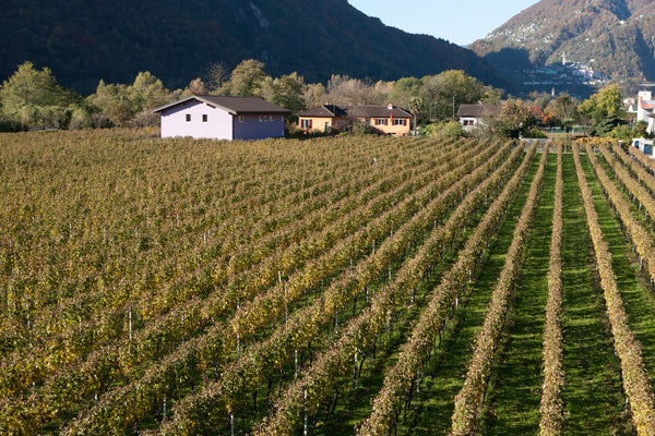 Cantina Hefti Vini