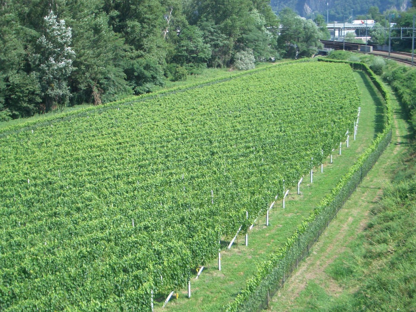 Cantina Magiro
