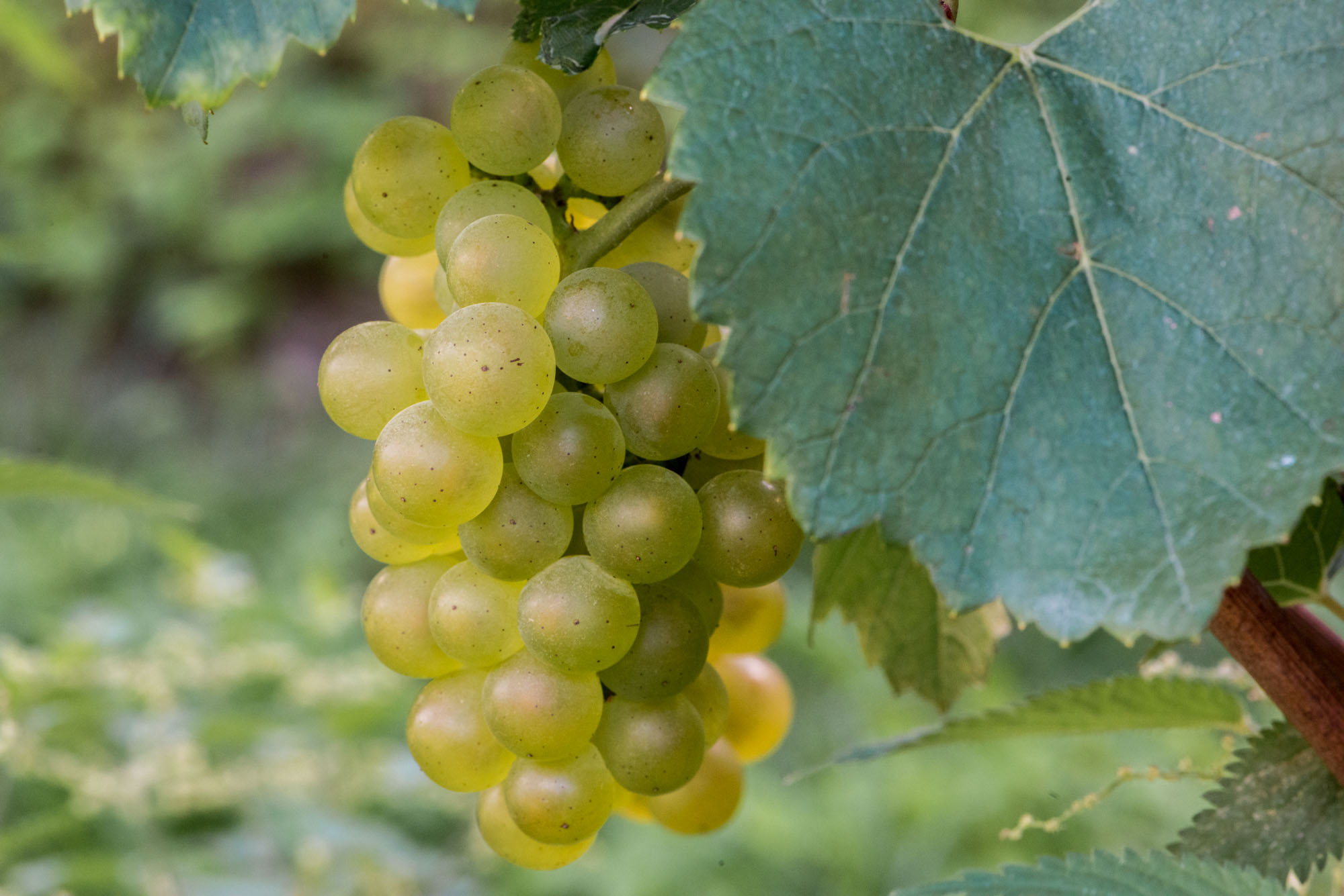 Cantina Urs Hauser