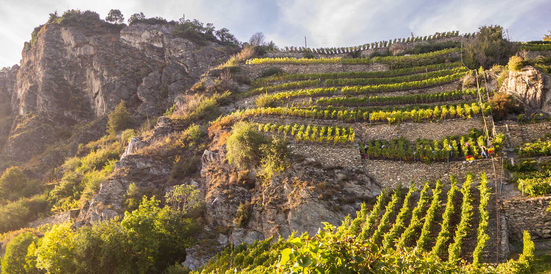 Cave de la Bruniere