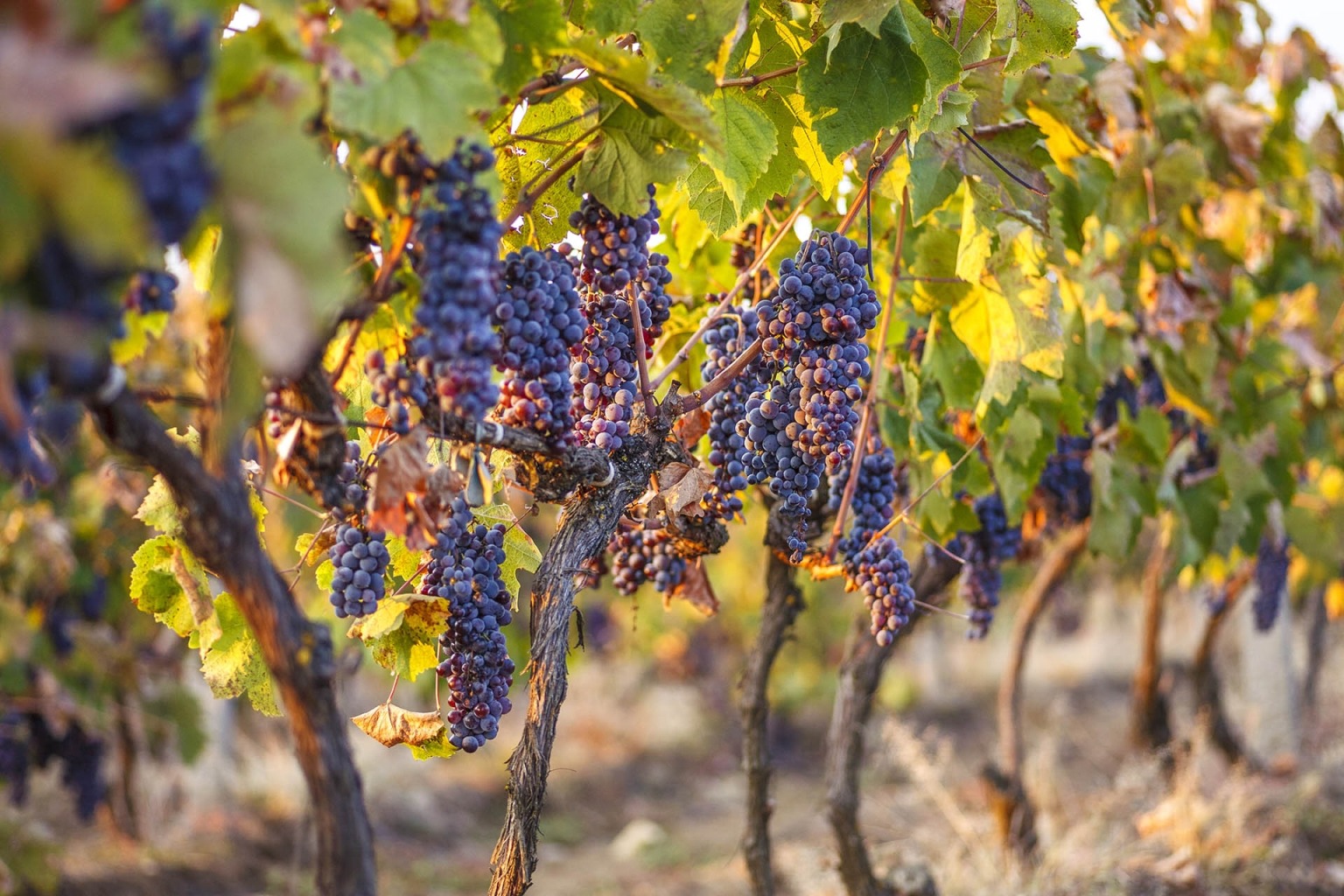 Orbelia Winery