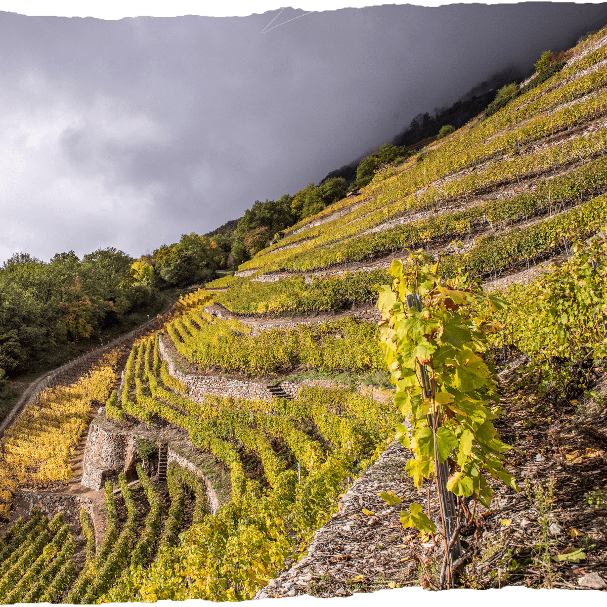 Cave des Amis