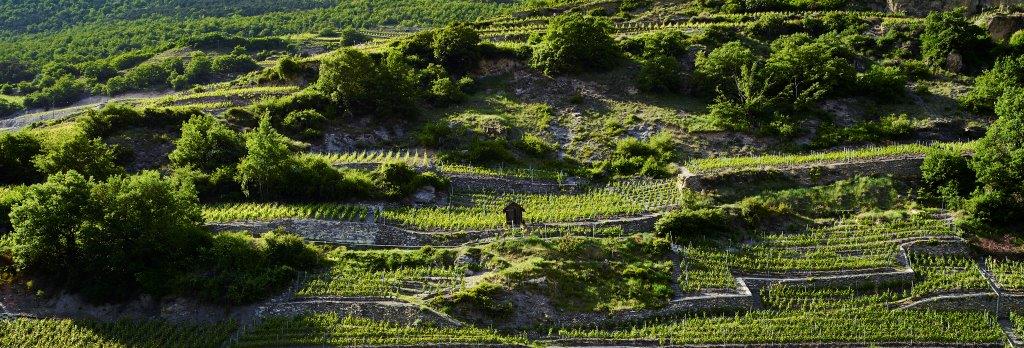 Cave des Oasis