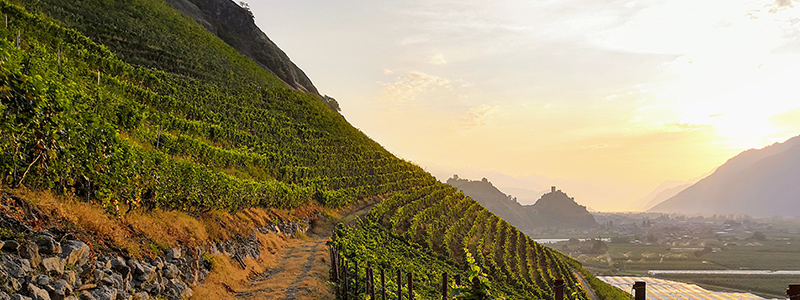 Cave des Vignerons