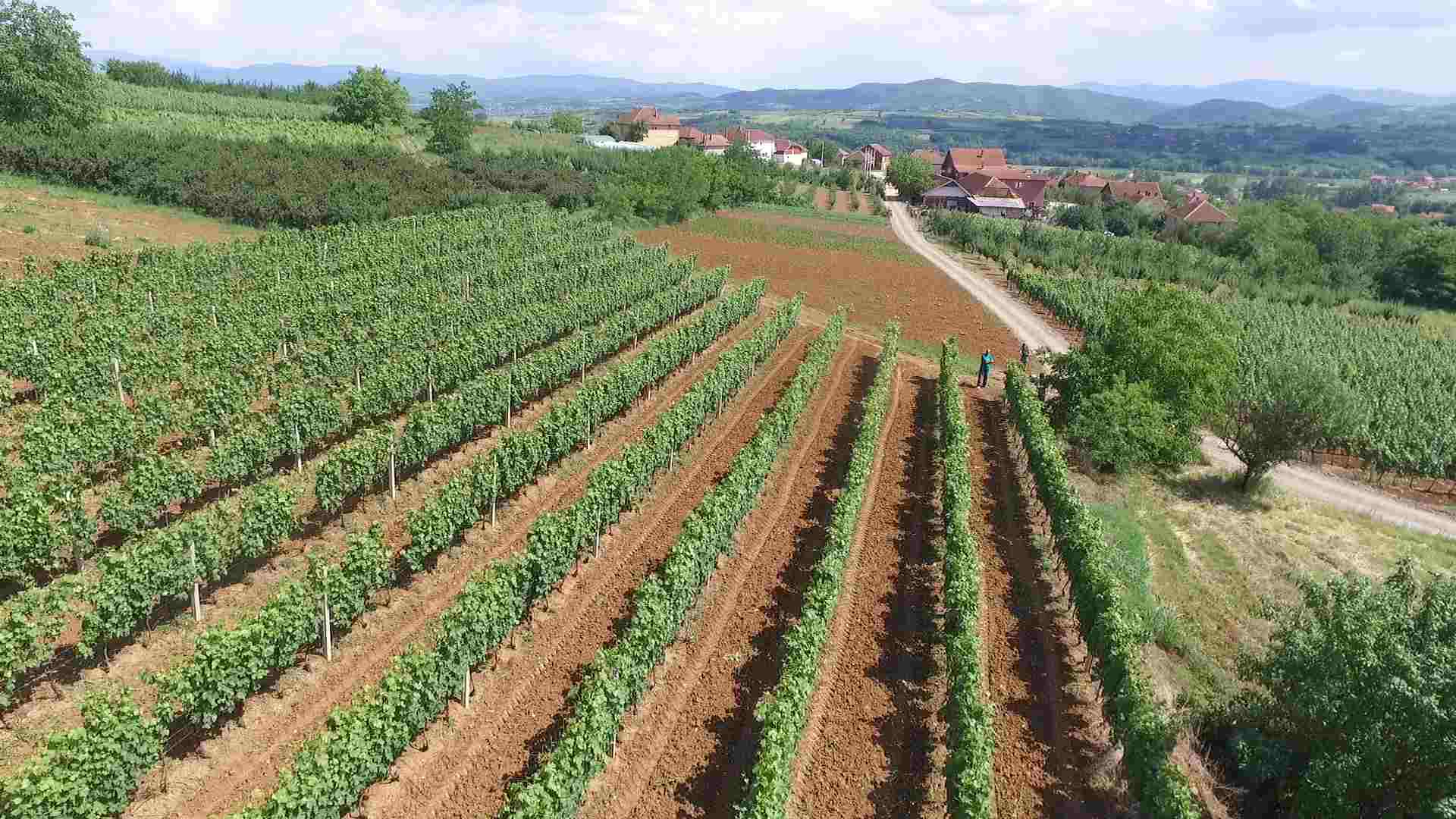 Porodica Ćosić