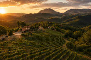 Vinarija Čačija