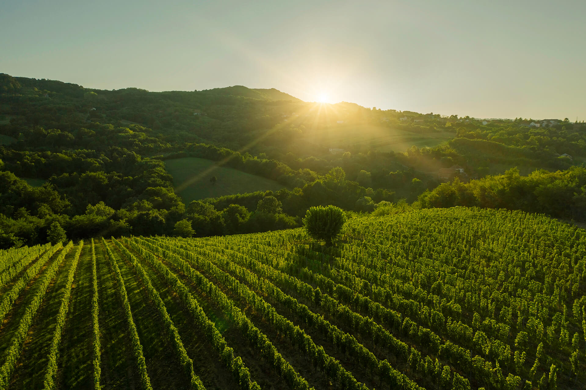 Vinarija Matijašević vinogradi