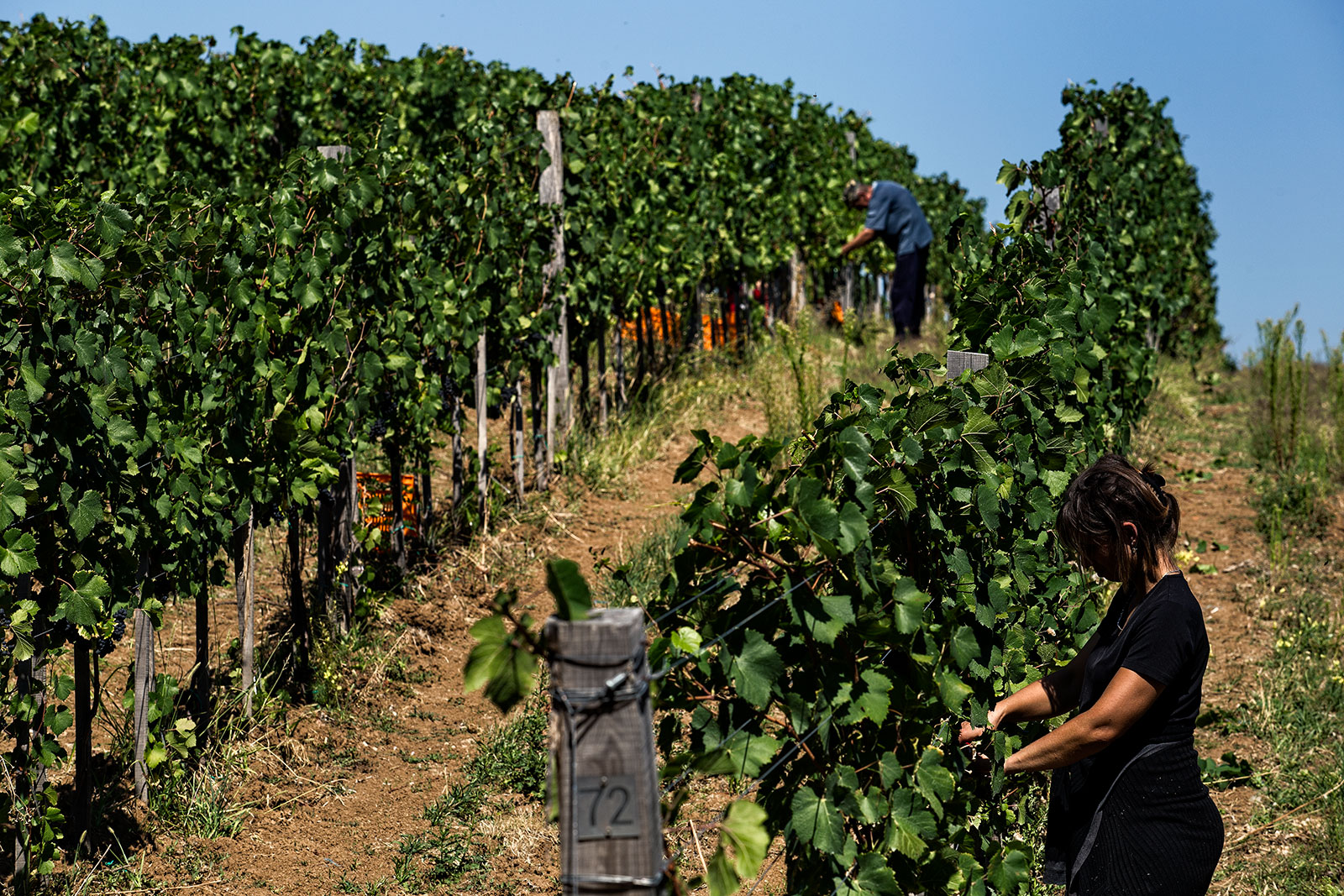 Vinarija Lastar