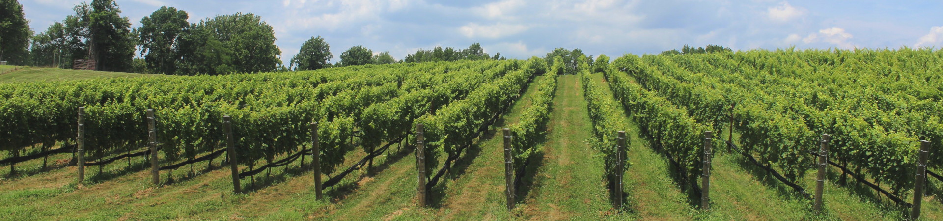 Vinarija Despotika