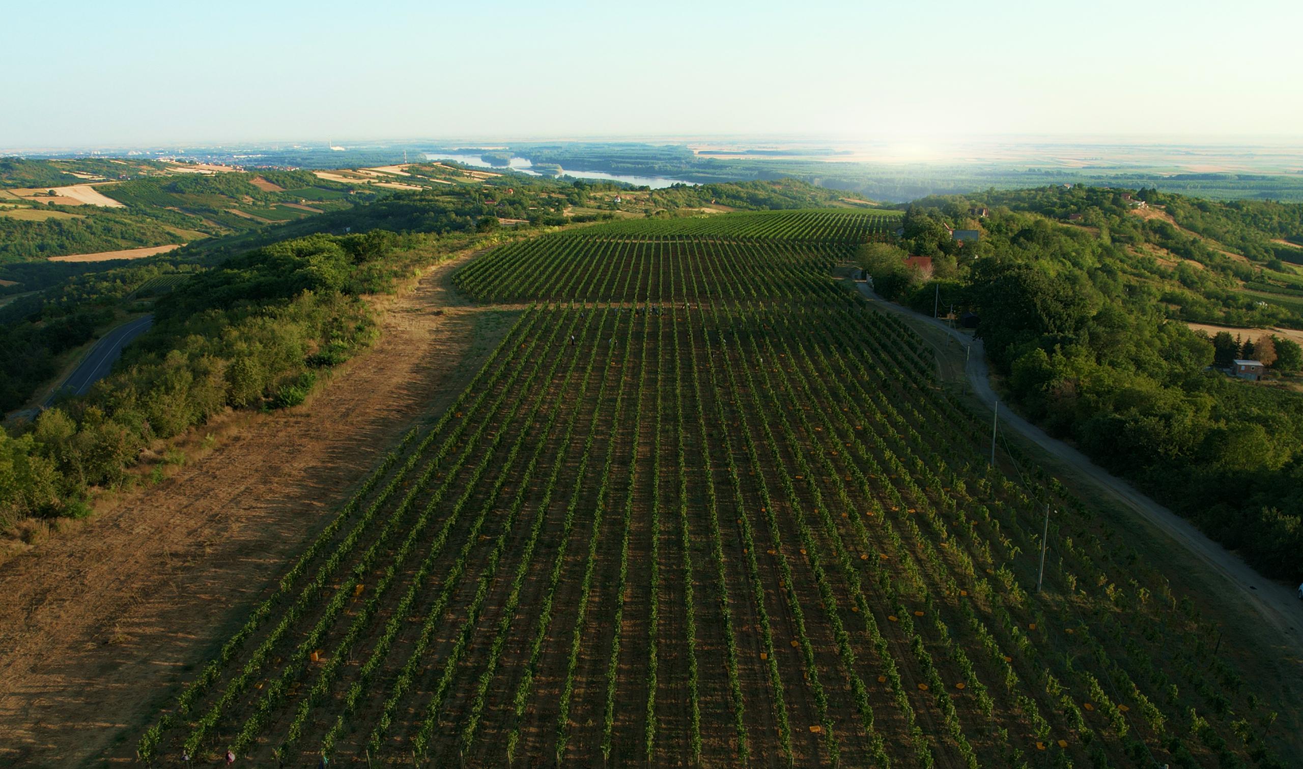 Vinarija FRUG