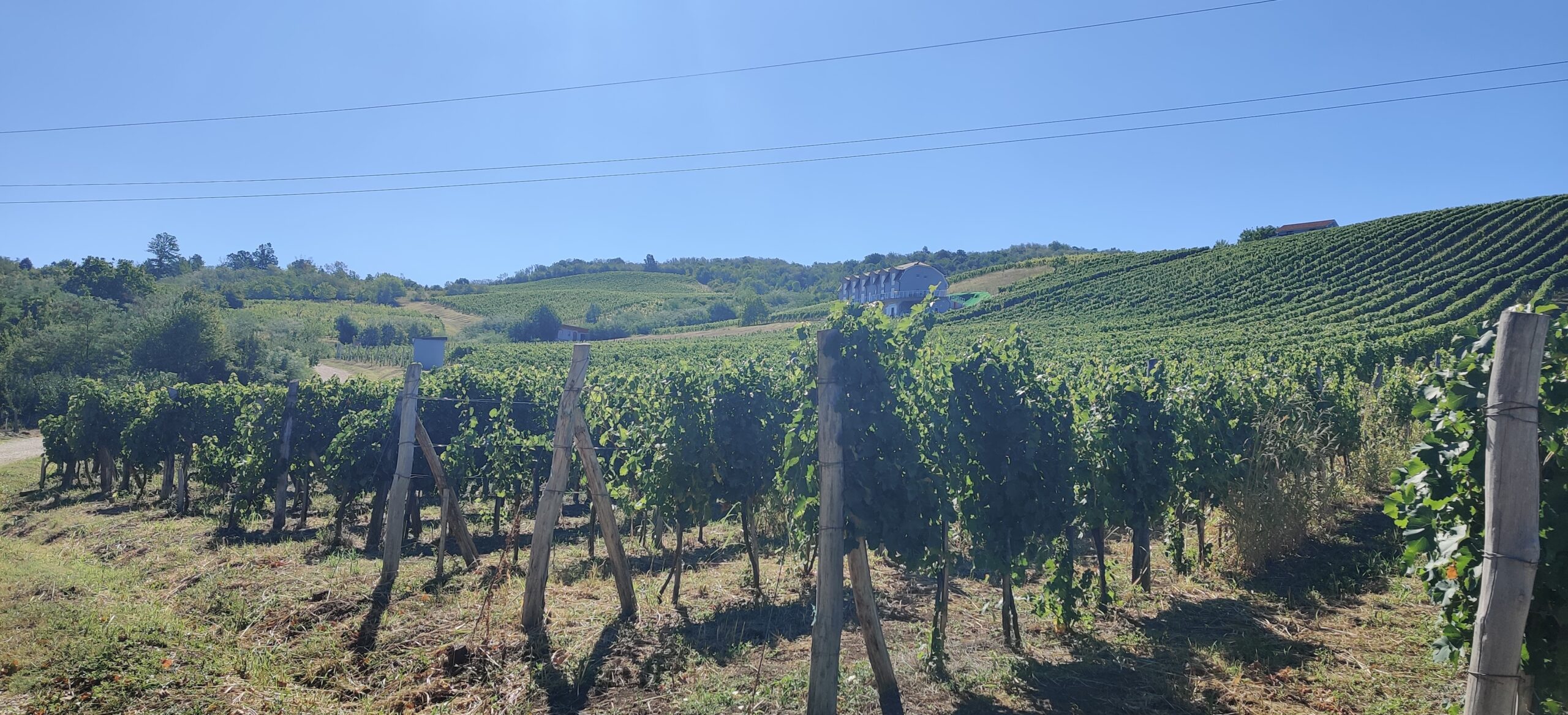 Vinarija Radulović