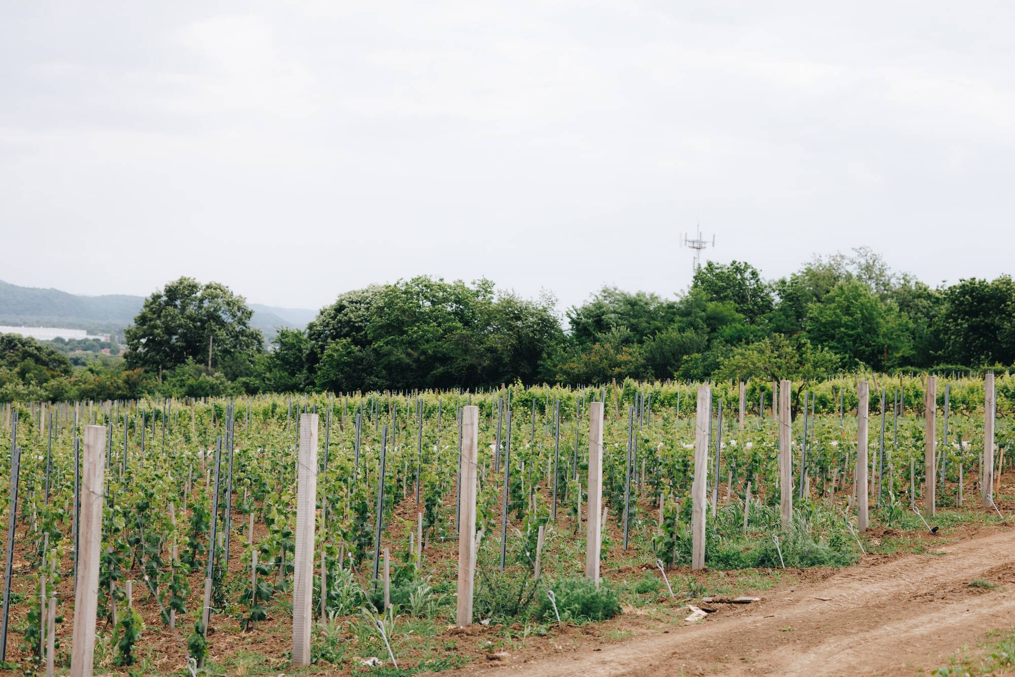 Djordjevic Winery