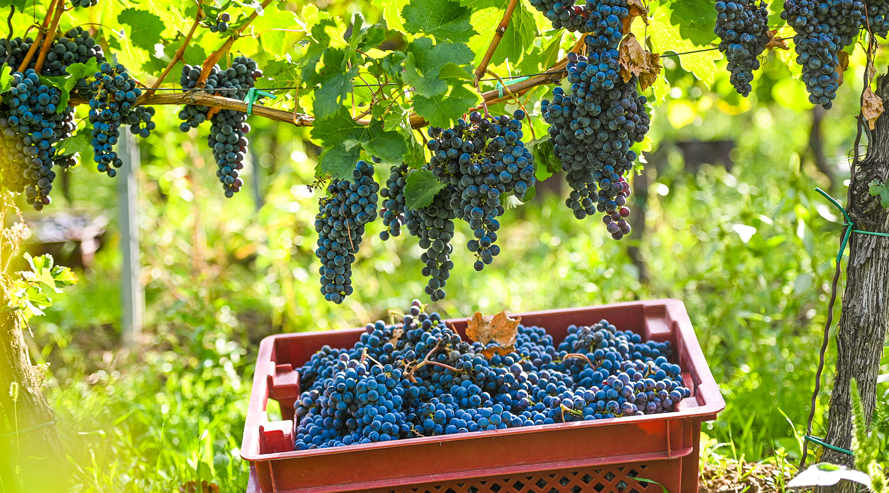 Vinarija Veritas Ćuković