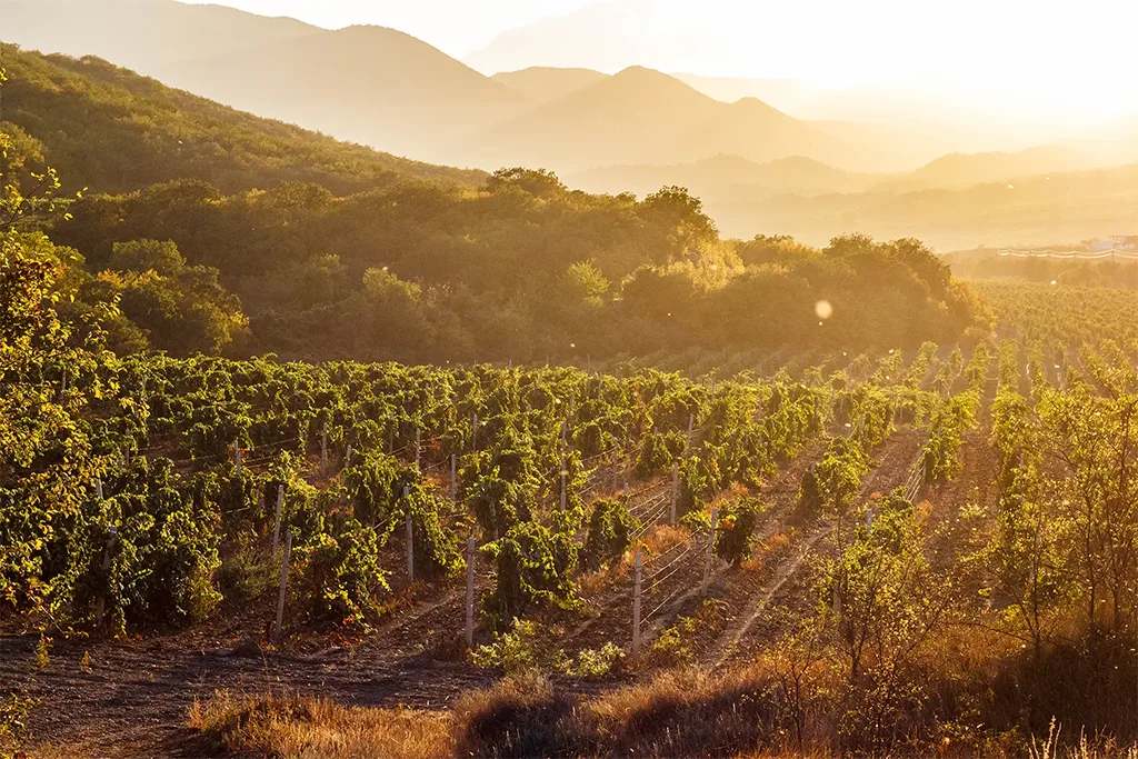 Vinarija Čoka - Vinoprodukt Čoka