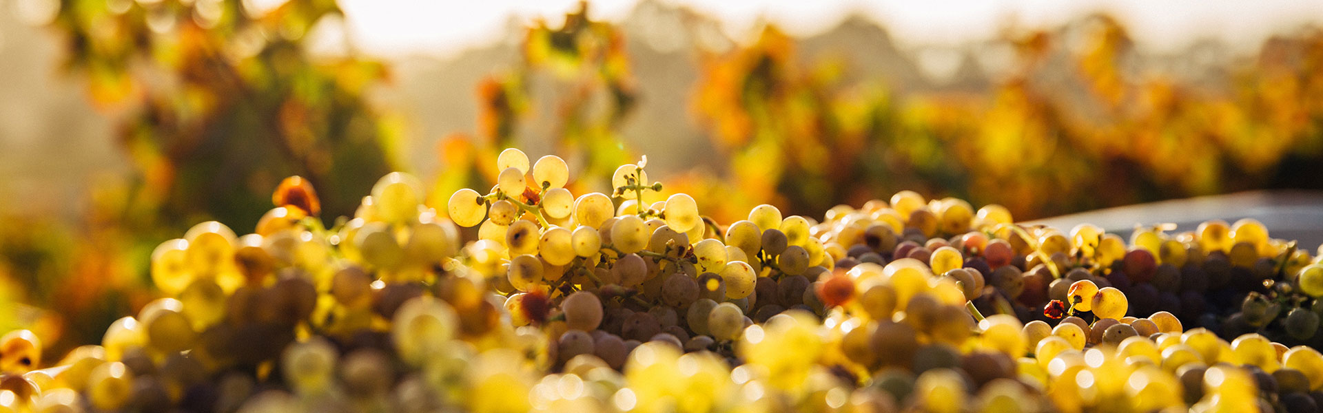 Clos des Cypres