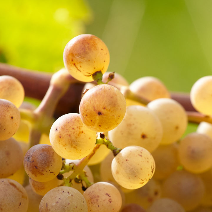 Clos des Roches