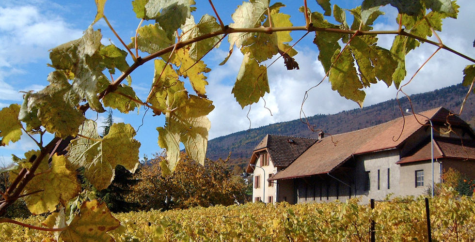 Dimitri Engel Vins