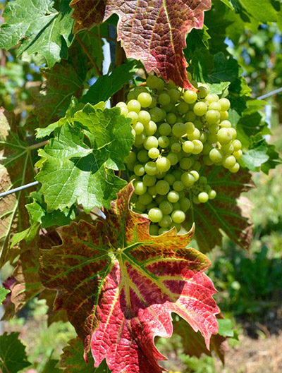 Domaine Angelrath