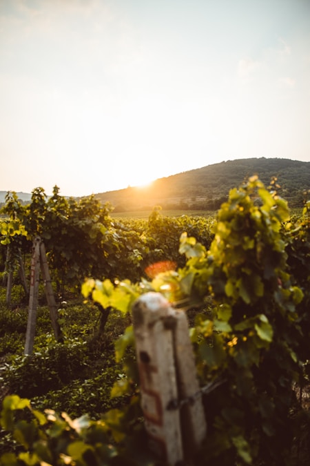 Domaine Caprice du Temps