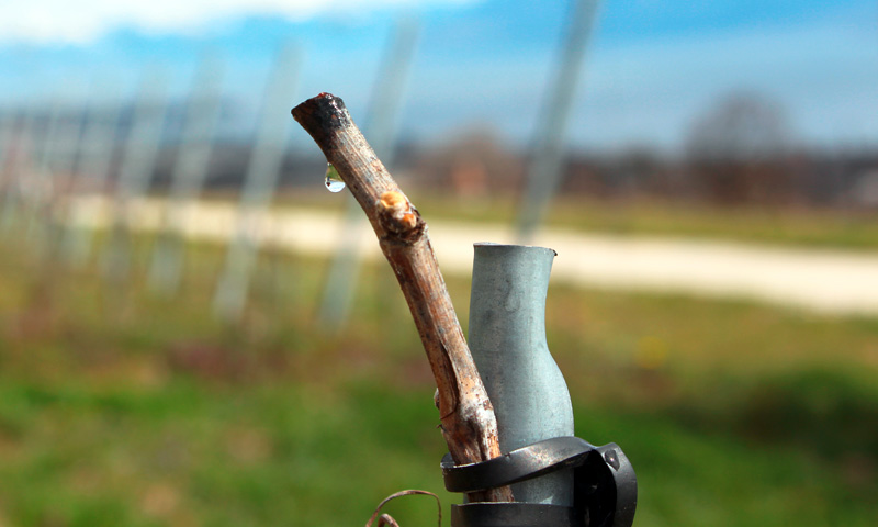 Domaine Chantemerle