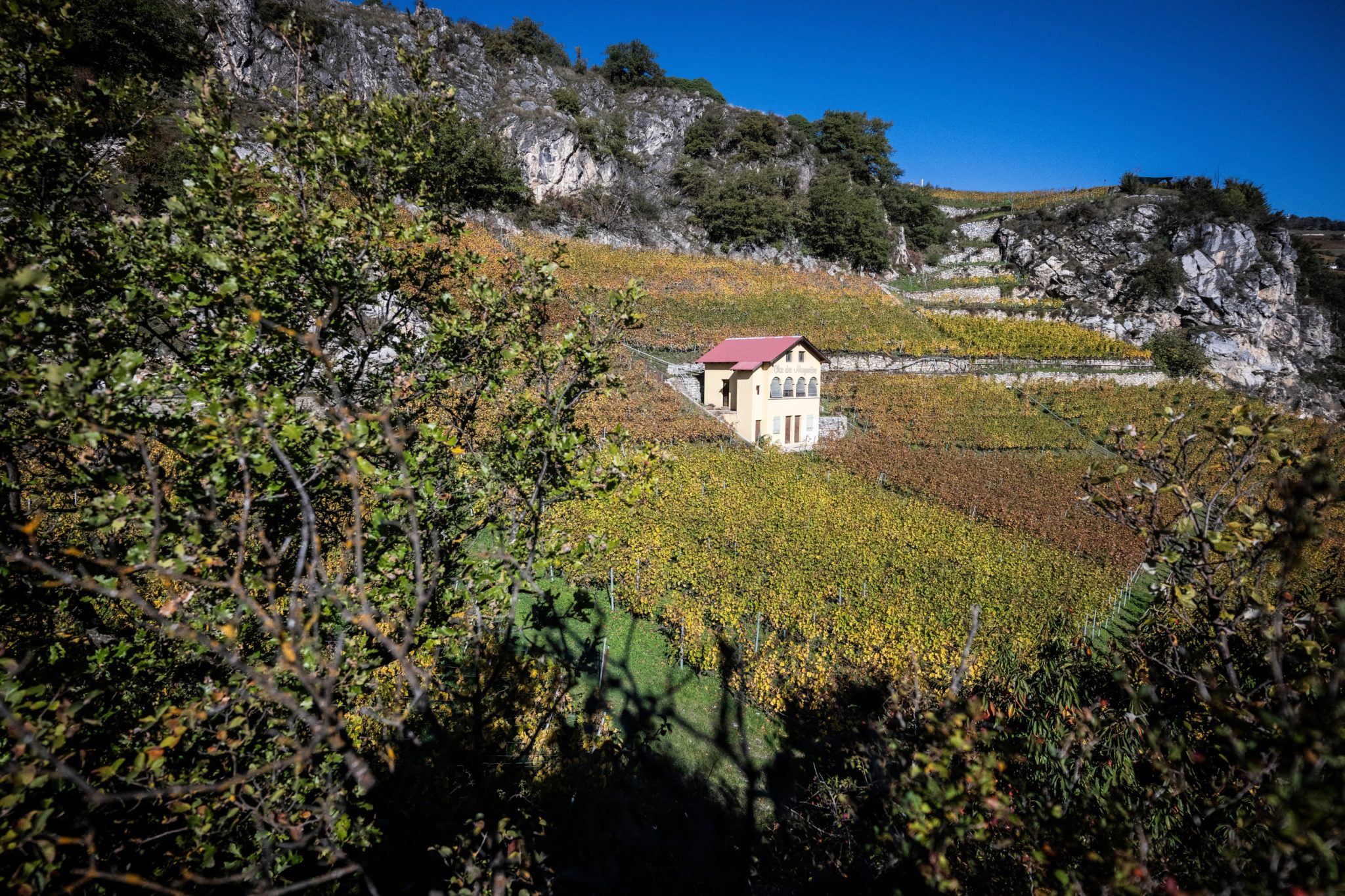Domaine Cornulus