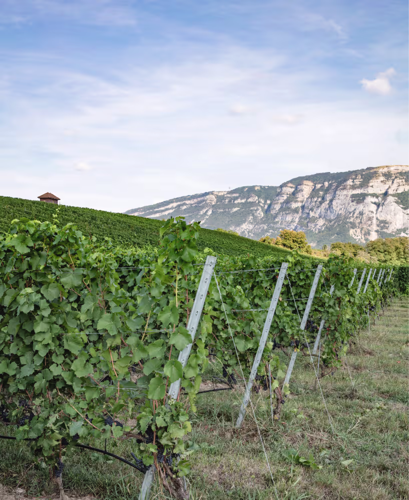 Domaine D'Esize