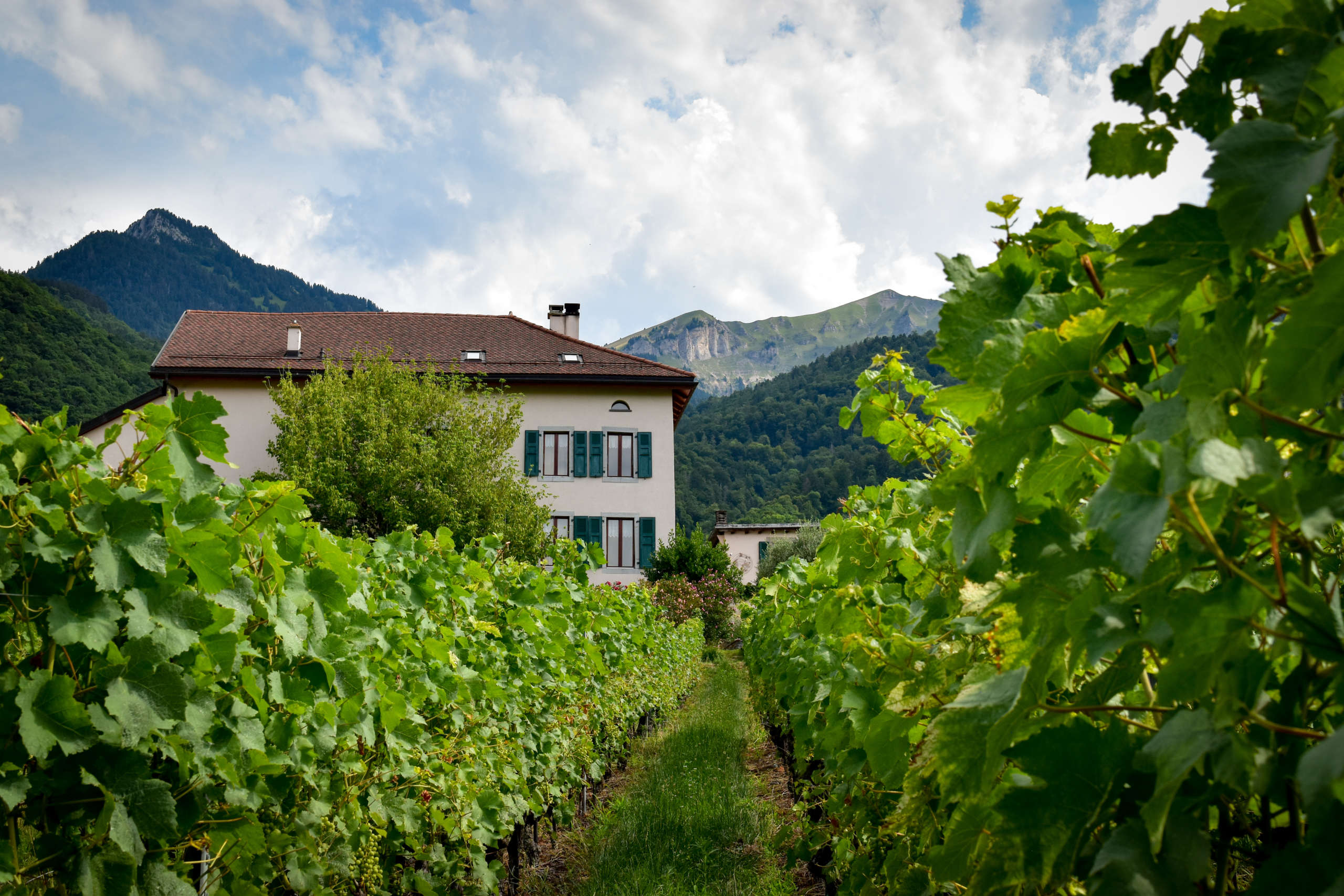 Domaine Dillet