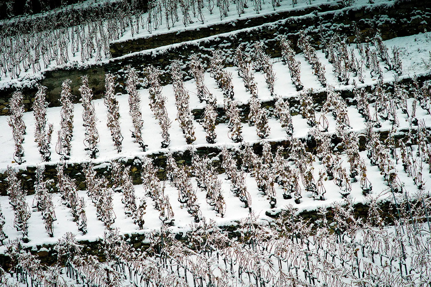 Domaine Gerald Besse SA