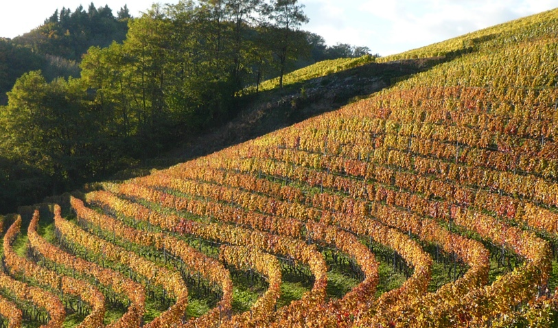 Domaine La Colombe SA