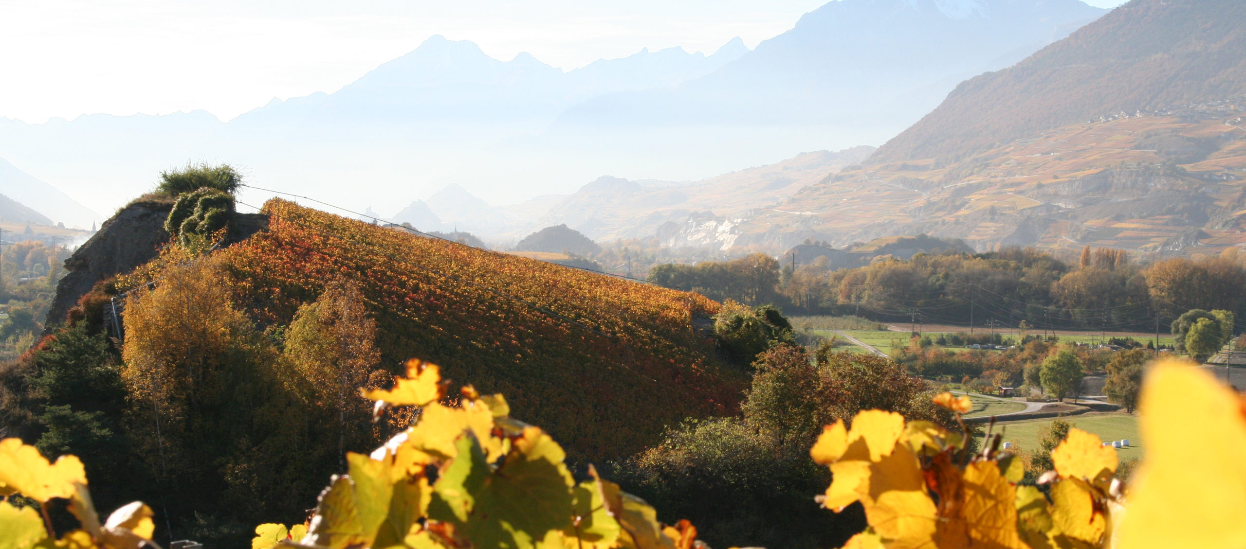 Domaine Mathieu