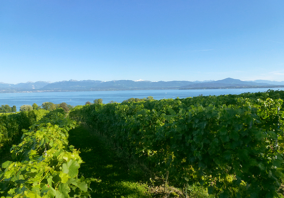 Domaine Sous les Jardins