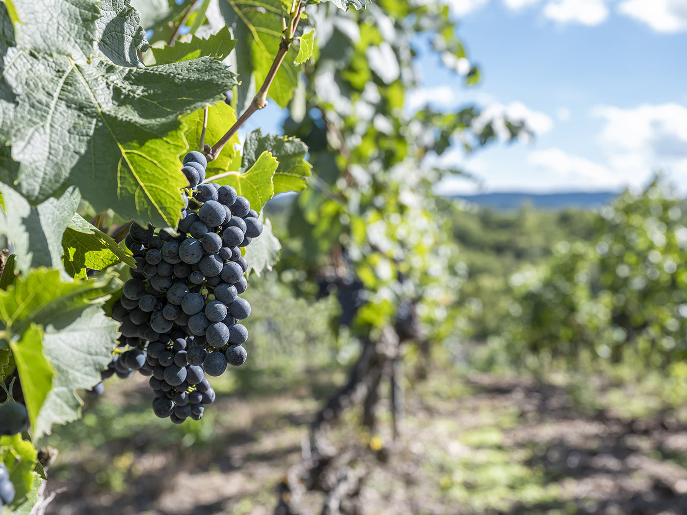 Domaine de Champlong