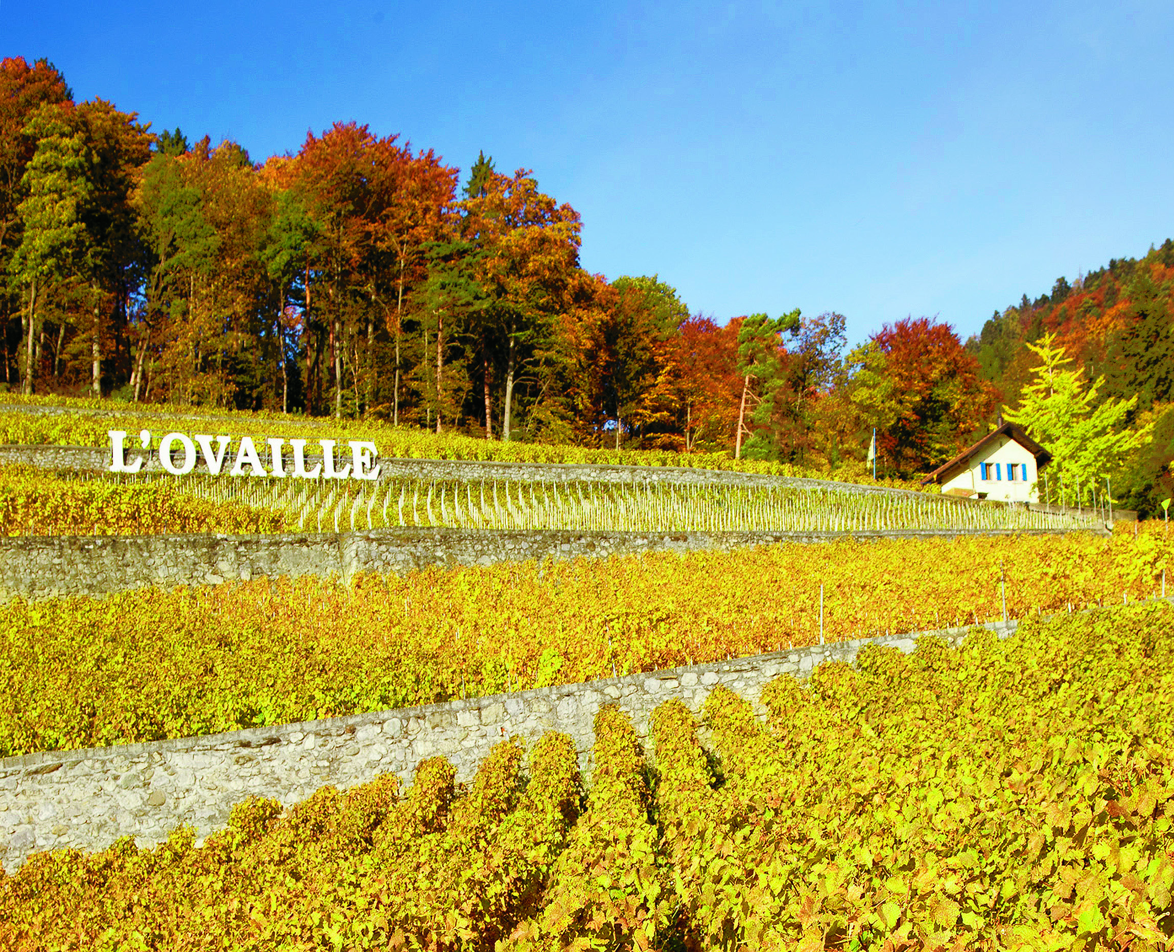 Domaine de l'Ovaille