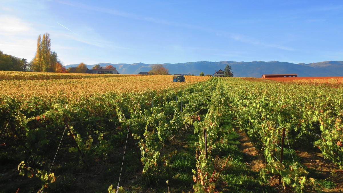 Domaine des Abeilles d'Or
