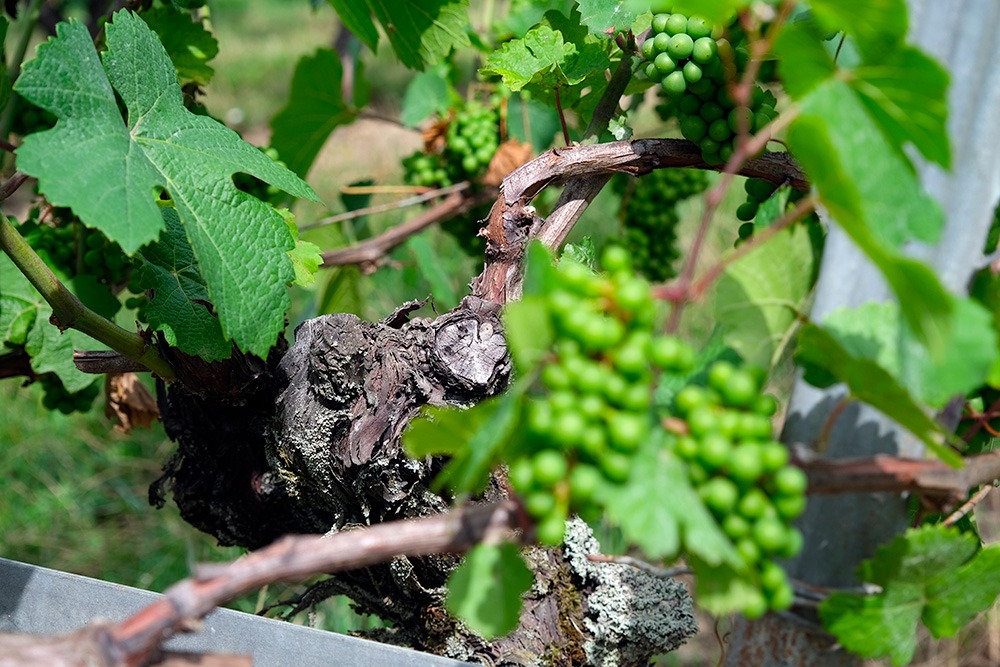 Domaine des Balisiers