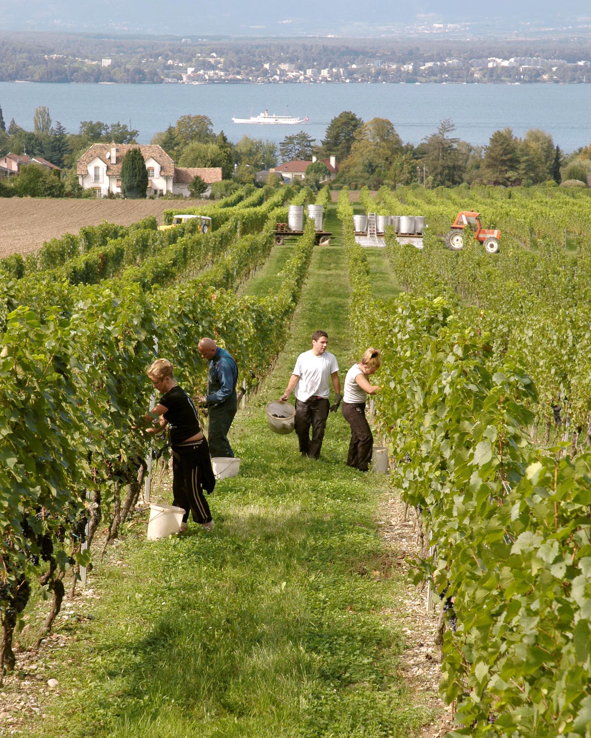 Domaine des Ménades