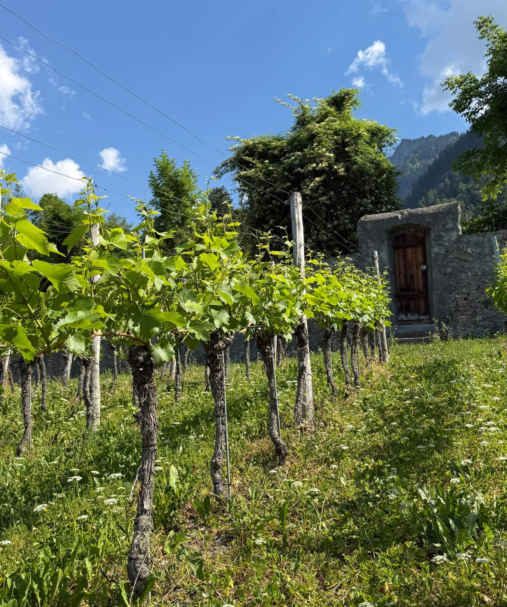 Giani Boner Weinkellerei