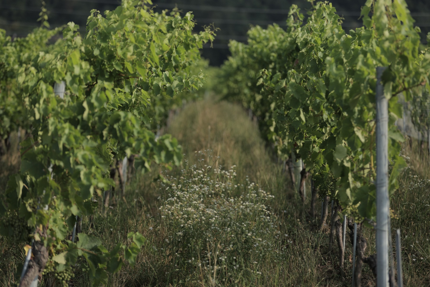 Graenicher - Vins
