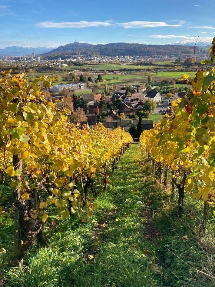 Haug Weine