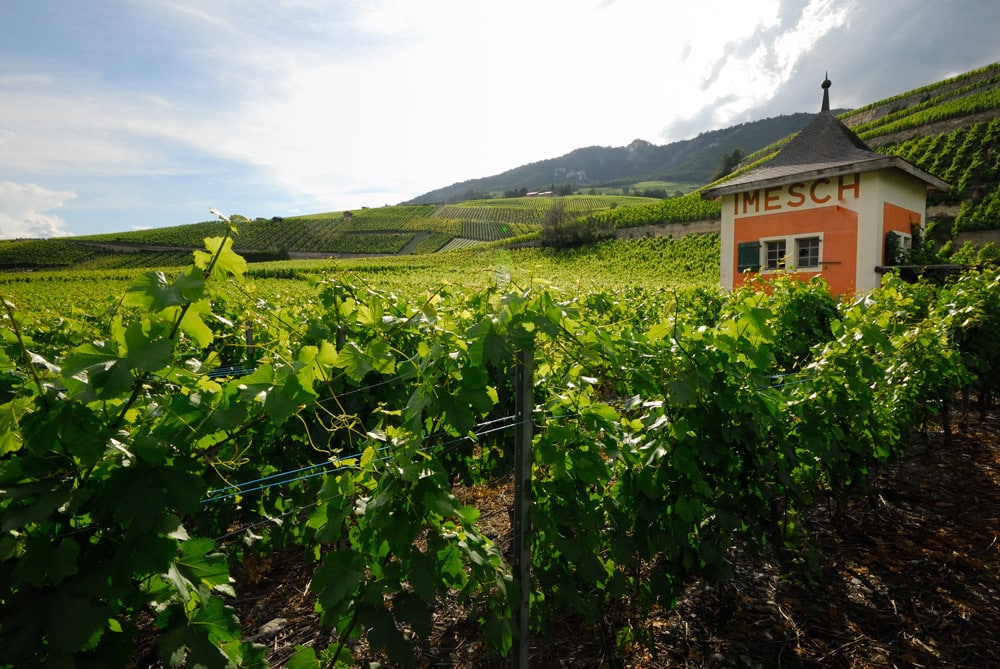 Imesch Vins