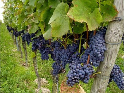 Lampert Weinbau