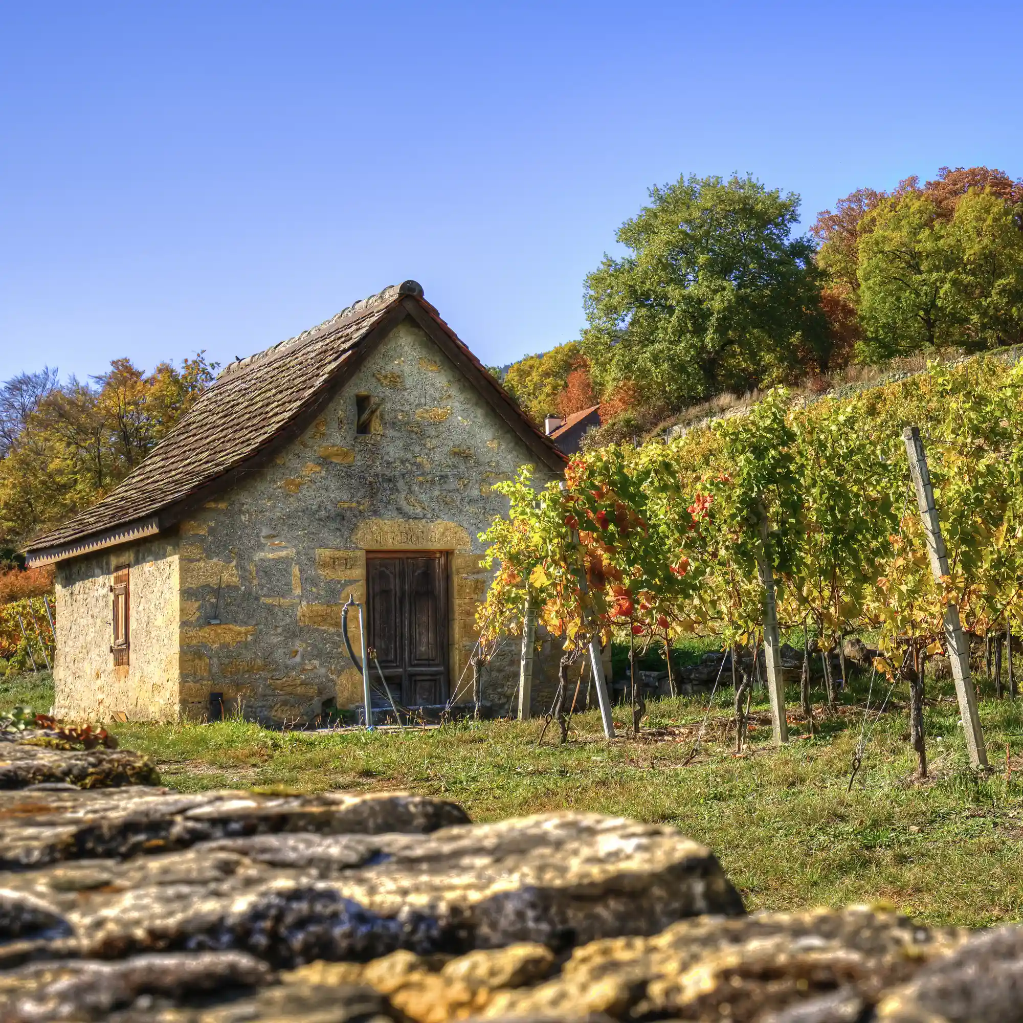Lavanchy Vins