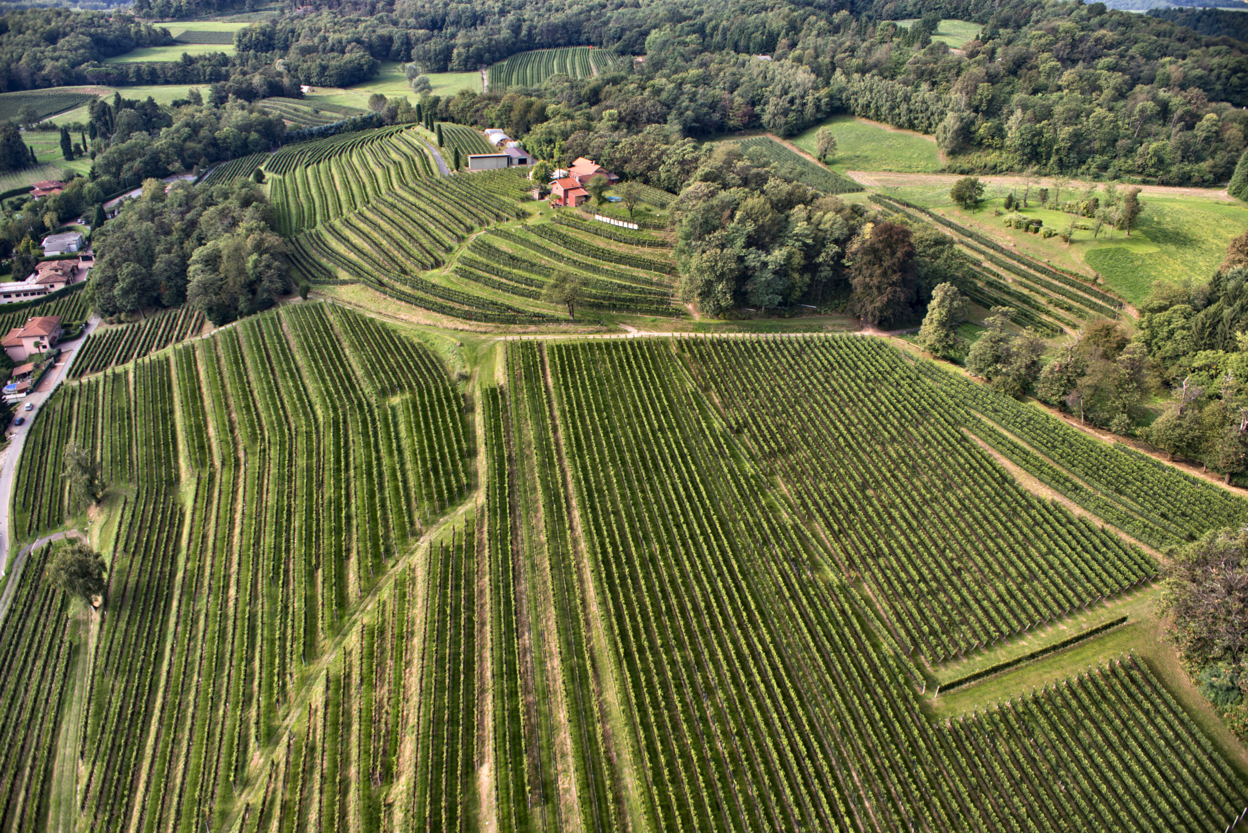 Monticello Vini SA